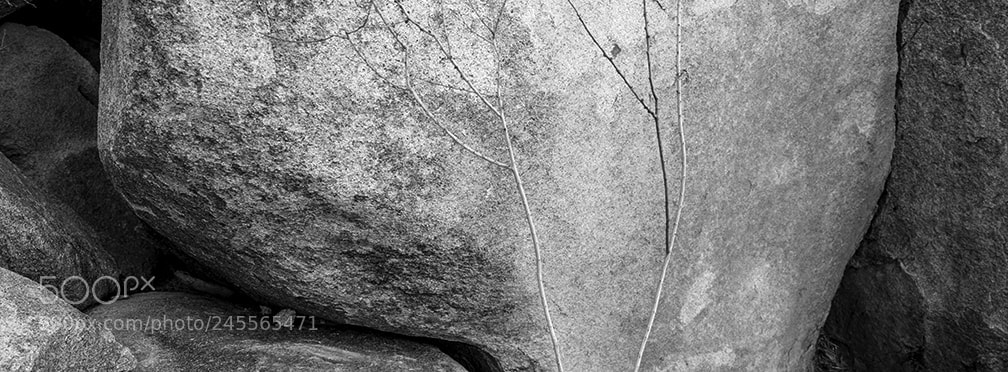 Fujifilm GFX 50S sample photo. Little tree photography