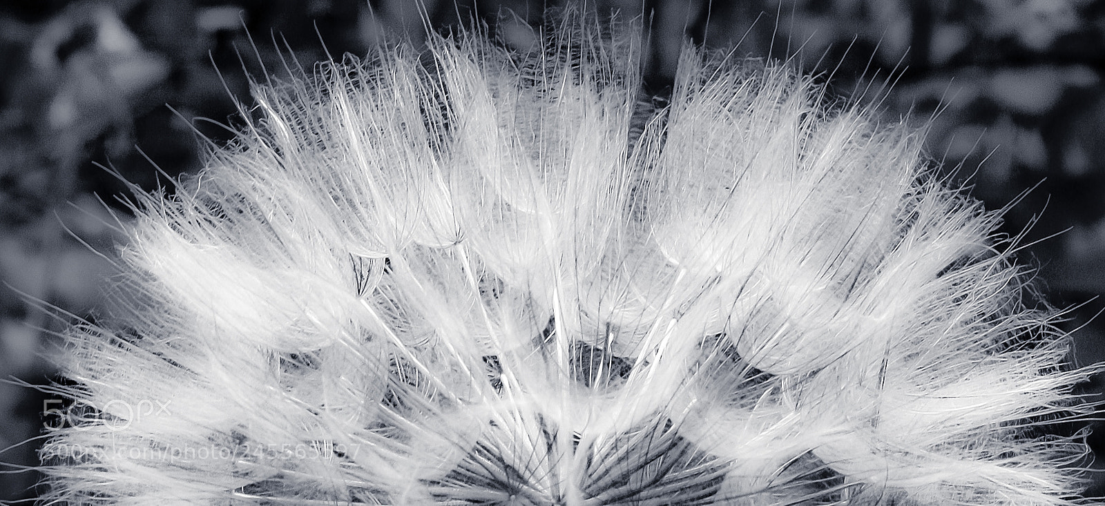 Canon EOS 40D sample photo. Yellow salsify // salsifis douteux photography