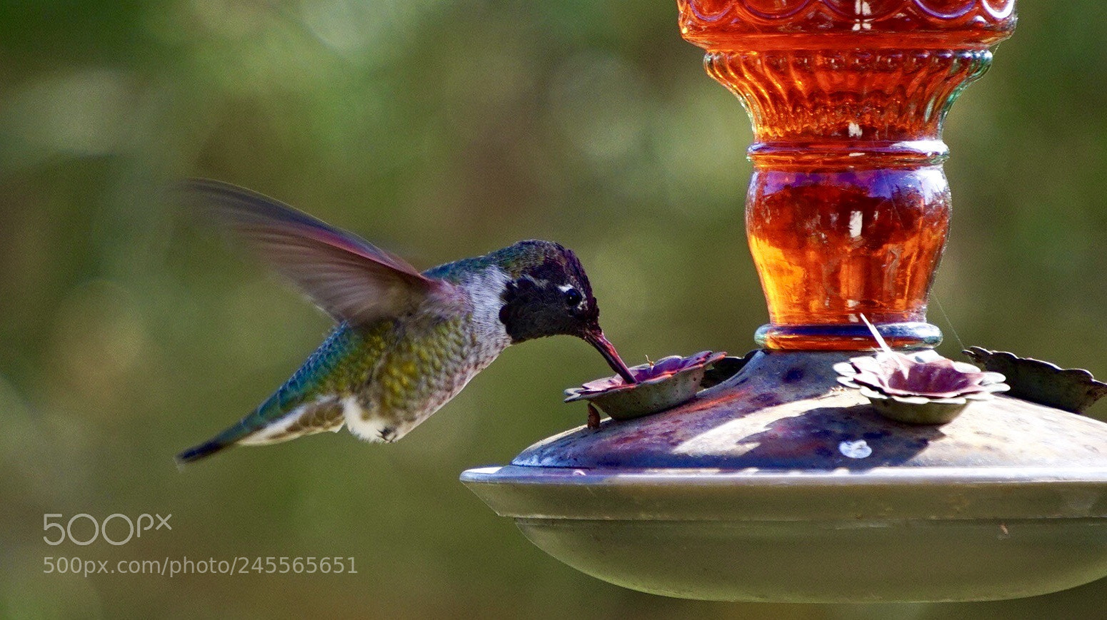 Sony a5100 sample photo. Black-chinned hummingbird. photography