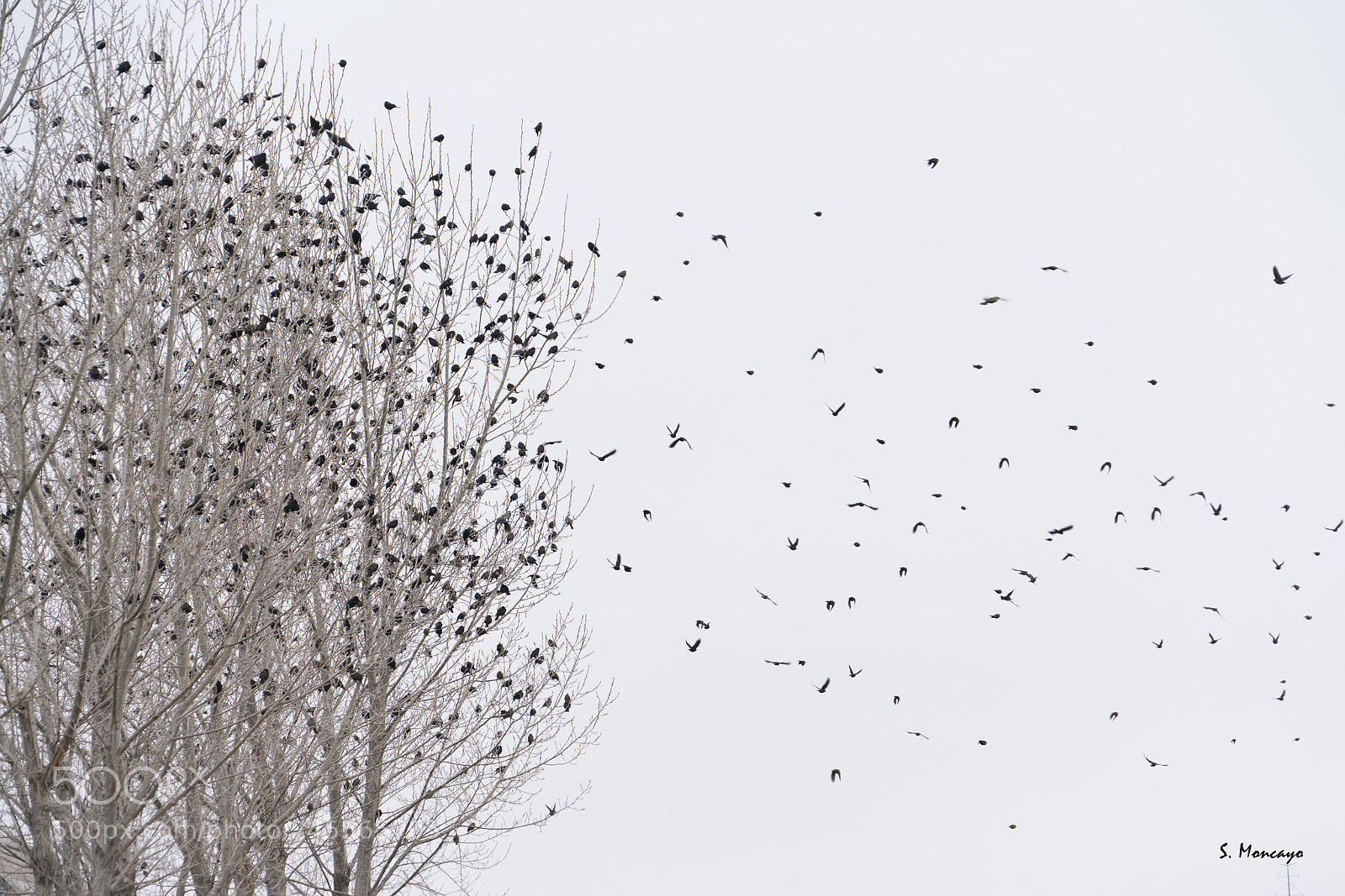 Sony a7R II sample photo. Birds tree photography