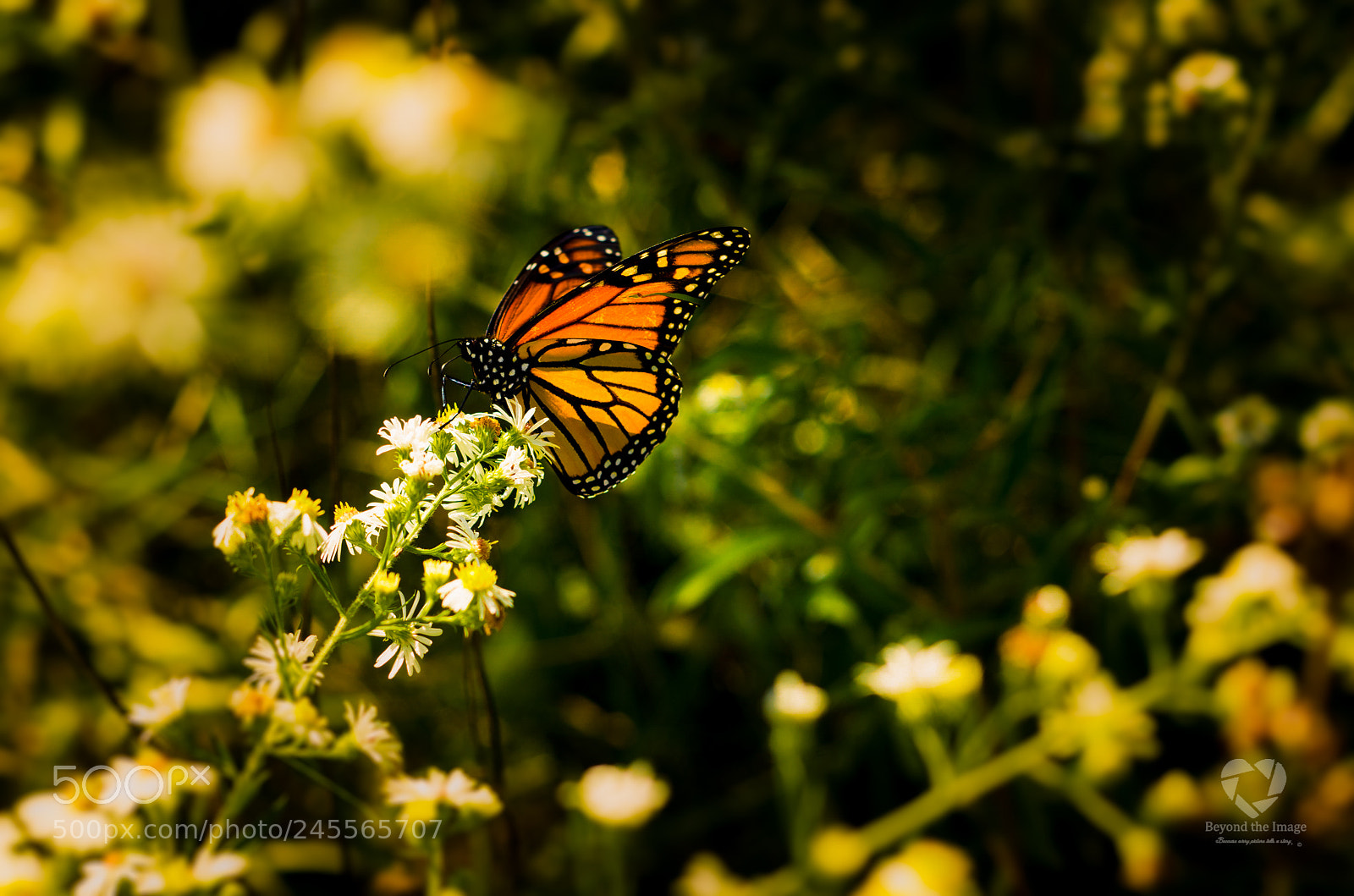 Pentax K-30 sample photo. Butterfly photography