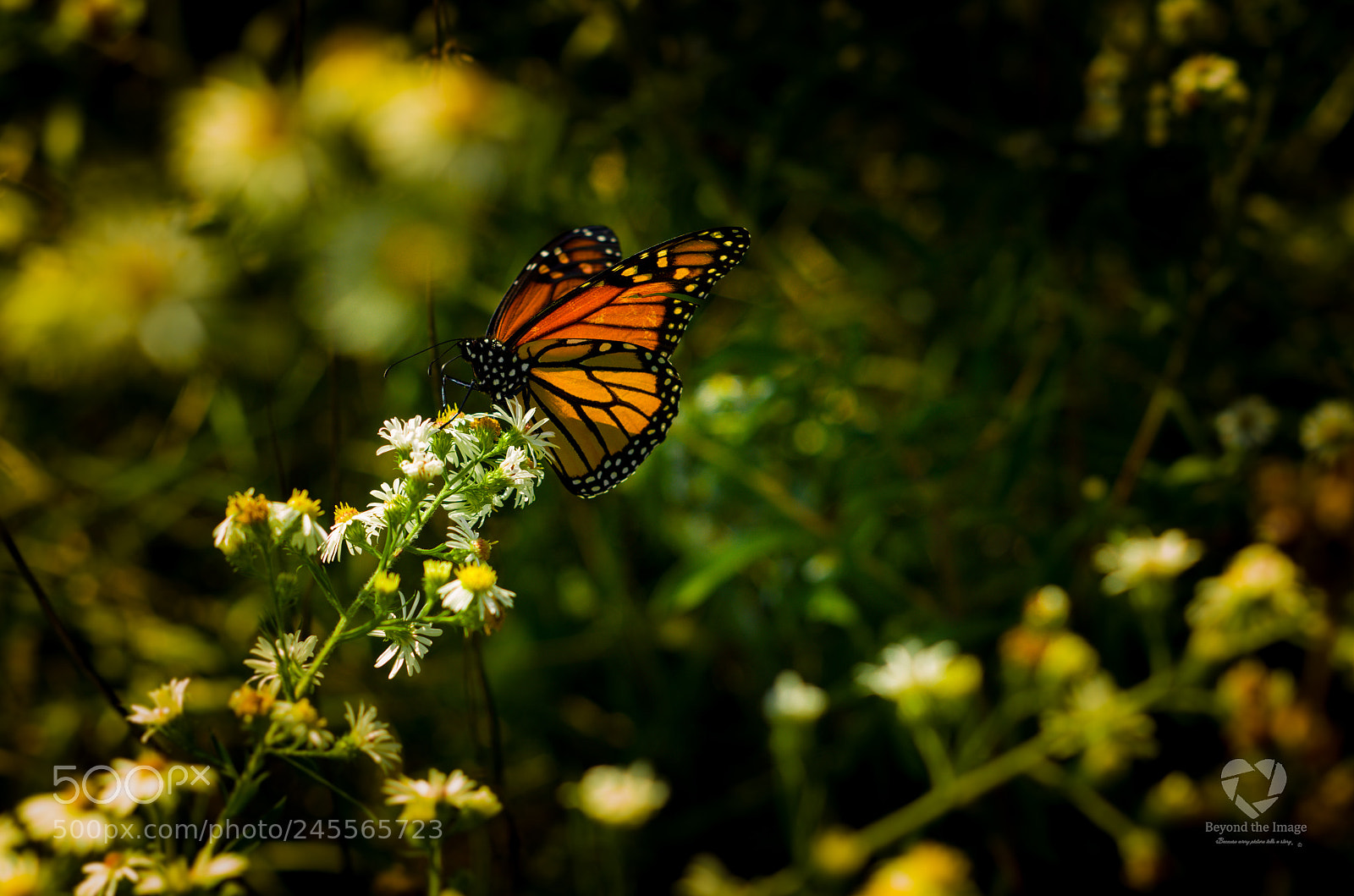 Pentax K-30 sample photo. Butterfly photography