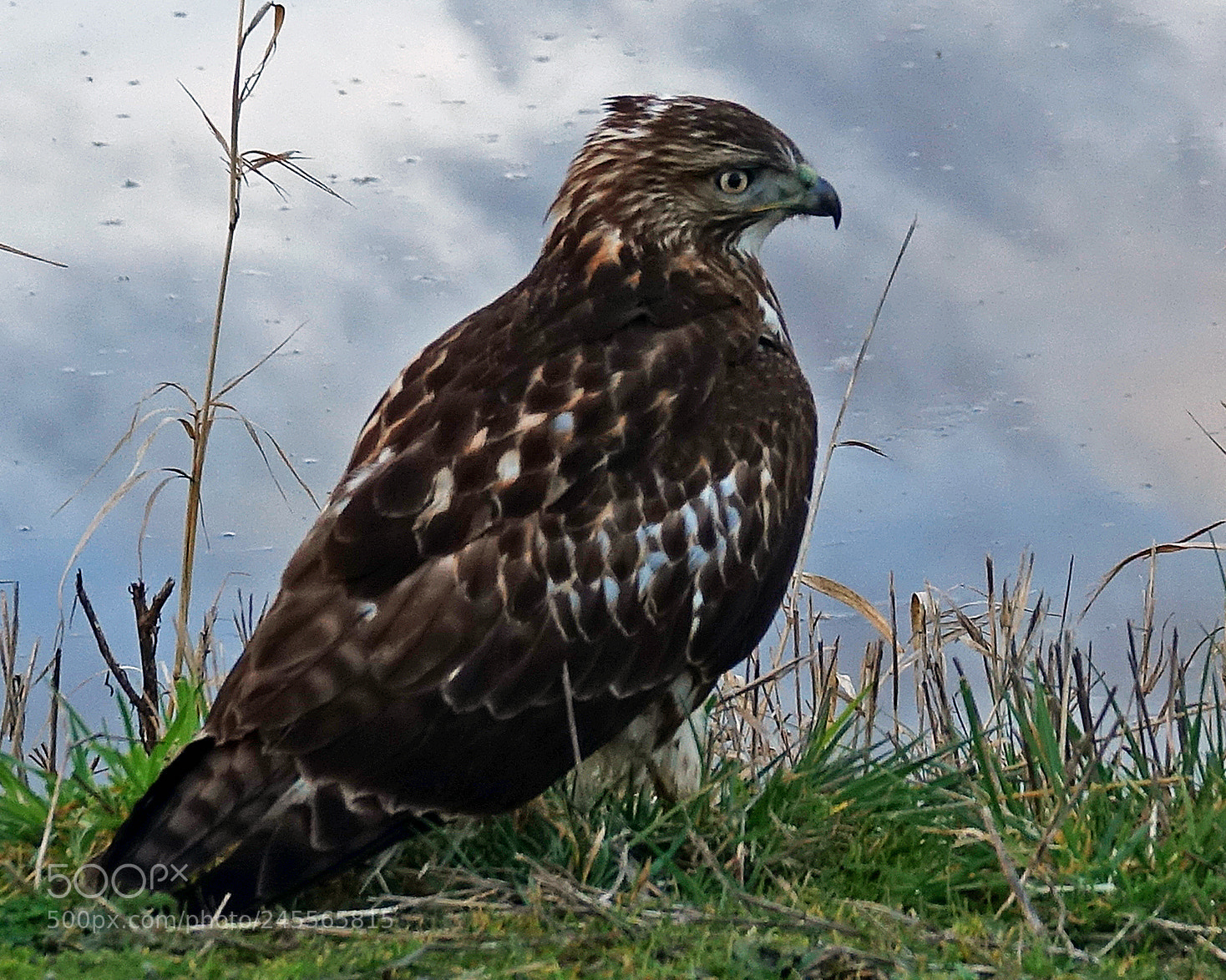 Sony Cyber-shot DSC-RX10 III sample photo. Hawk with water on photography