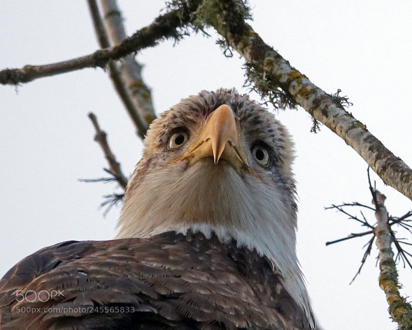Sony Cyber-shot DSC-RX10 III sample photo. Bald eagle portrait photography
