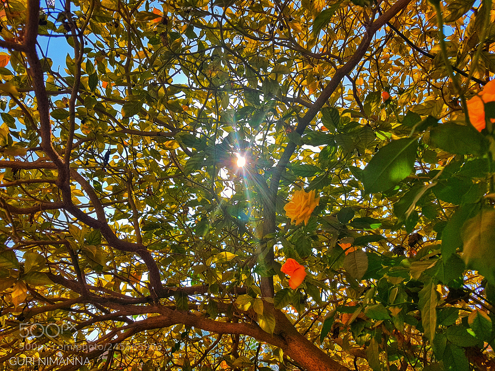 Samsung Galaxy S7 Edge sample photo. Sun through leafs photography