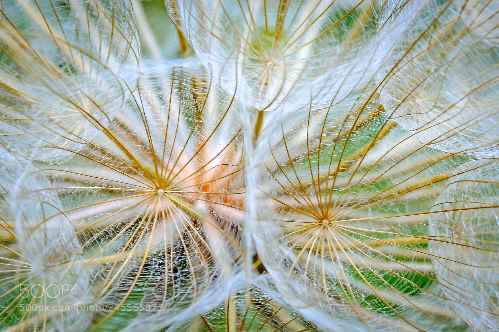 Canon EOS 40D sample photo. Yellow salsify // salsifis douteux photography