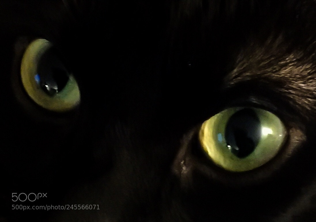 Apple iPhone 6 Plus sample photo. Car eyes photography