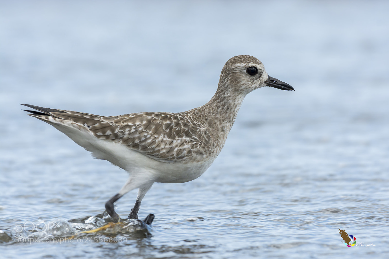 Nikon D7100 sample photo. Black-bellied plover photography