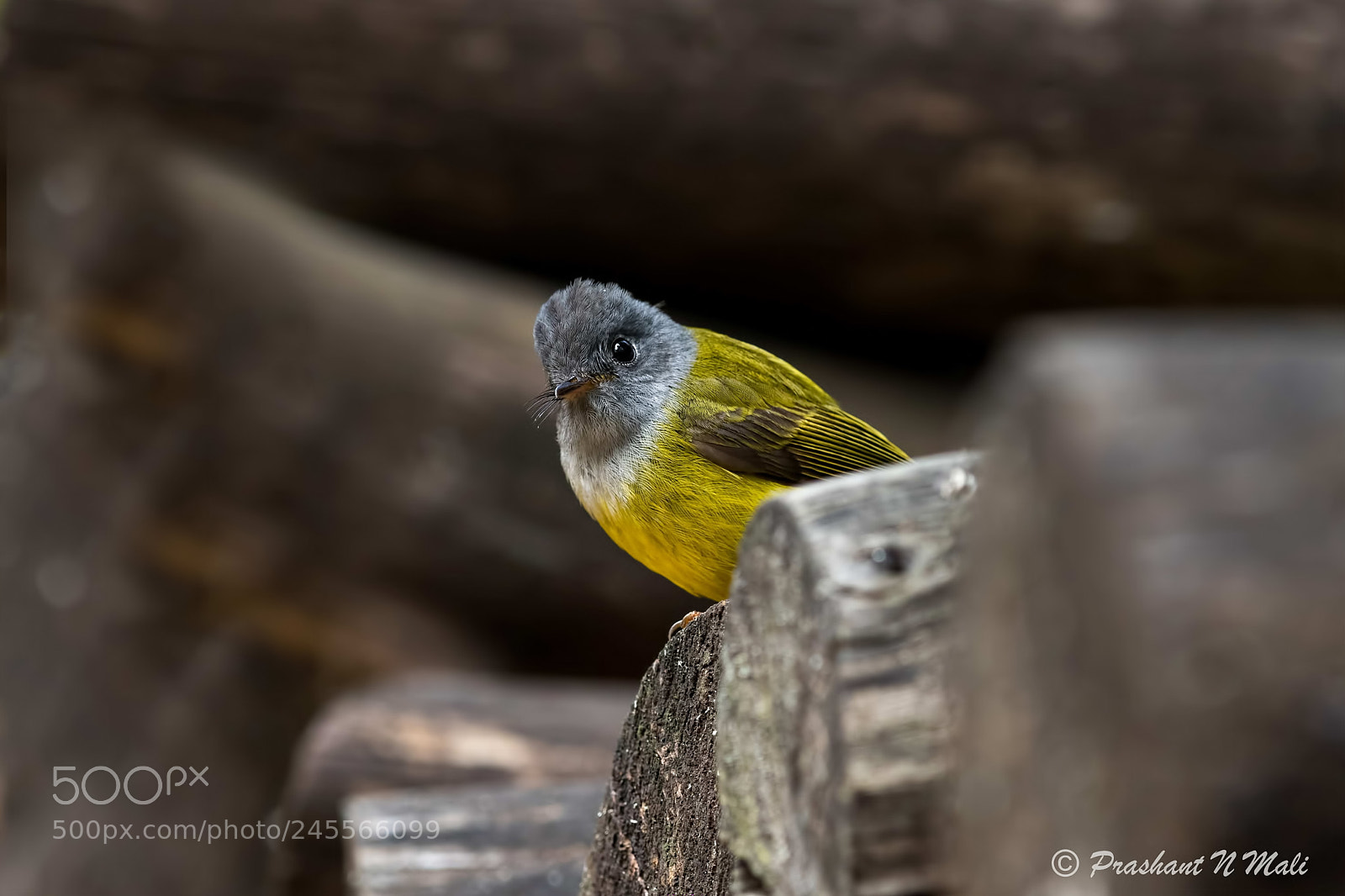 Canon EOS 7D Mark II sample photo. The grey-headed canary-flycatcher photography