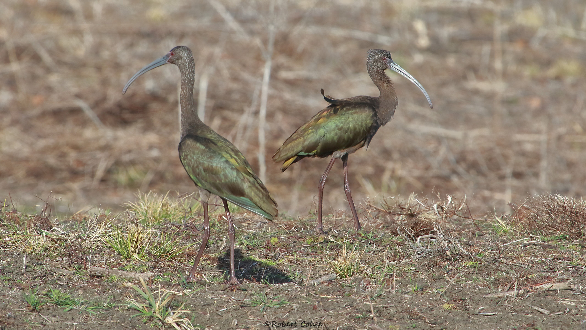 Canon EOS 7D Mark II + Canon EF 100-400mm F4.5-5.6L IS USM sample photo. Ita photography