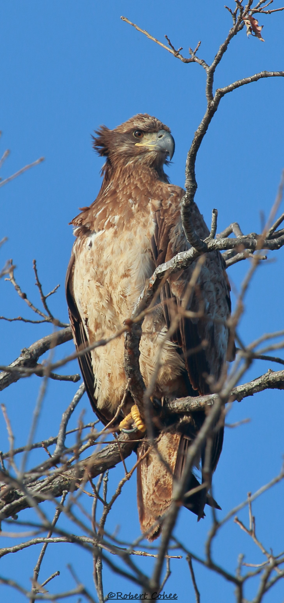 Canon EF 100-400mm F4.5-5.6L IS USM sample photo. Ita photography