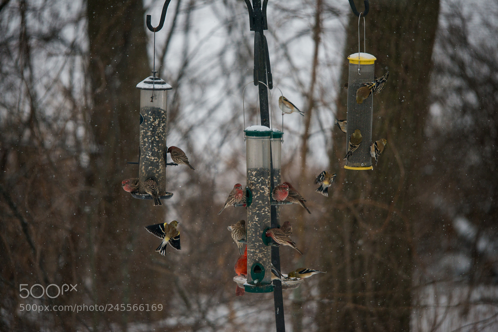 Nikon D800 sample photo. Hungry happy birds photography