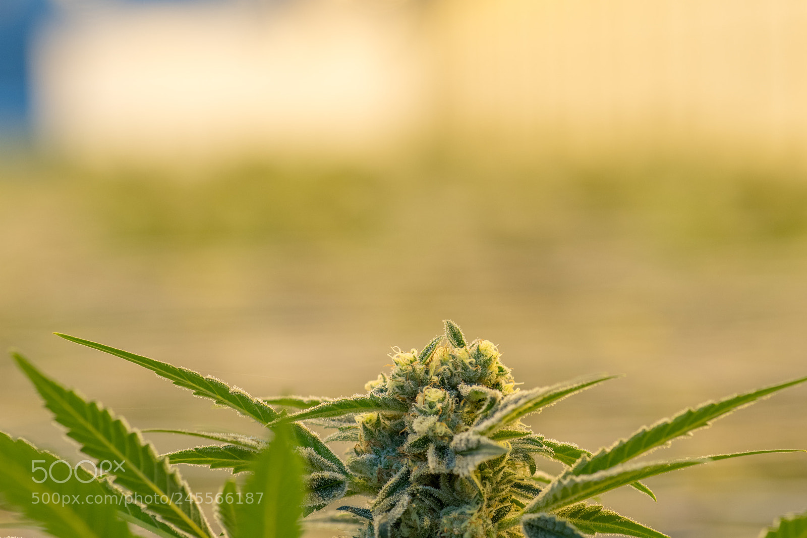 Nikon D7500 sample photo. Cannabis plant 12 photography