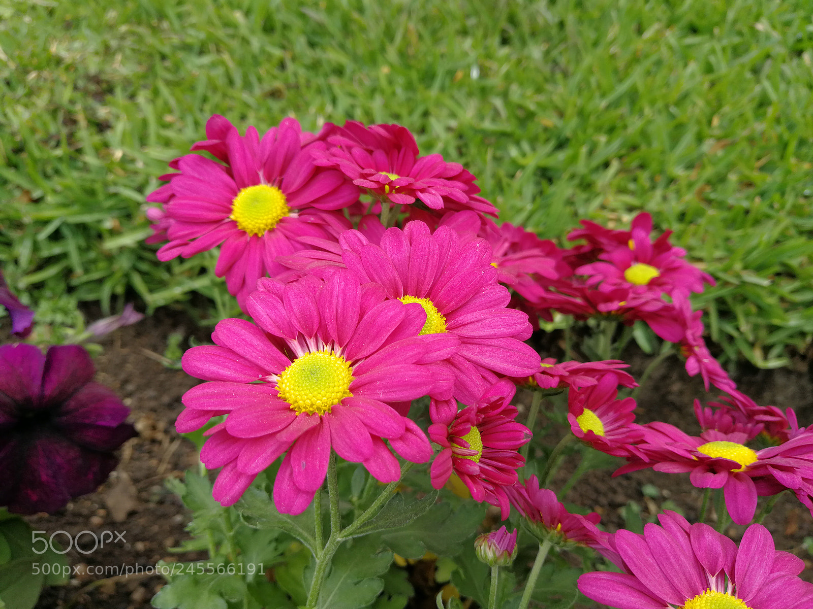 HUAWEI P10 Plus sample photo. Untitled photography