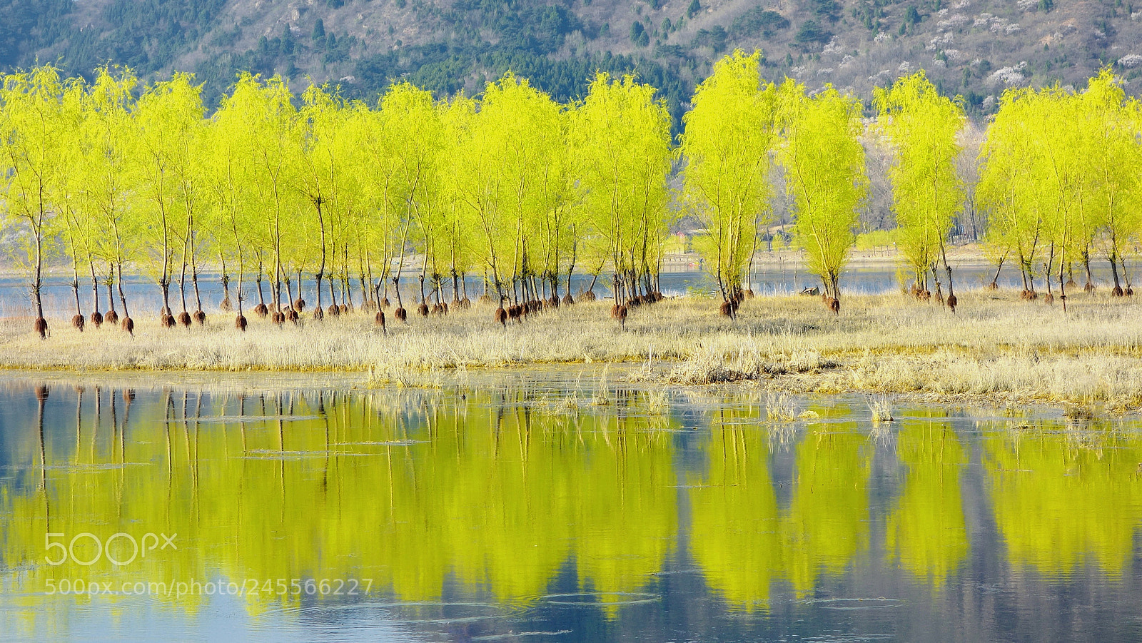 Sony Cyber-shot DSC-RX100 sample photo. Tender willow photography