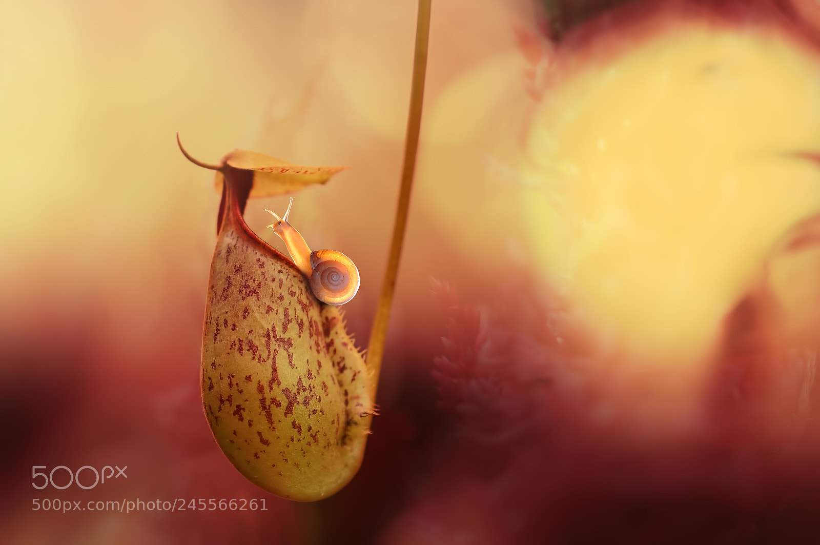 Nikon D90 sample photo. Snail on nepenthes photography