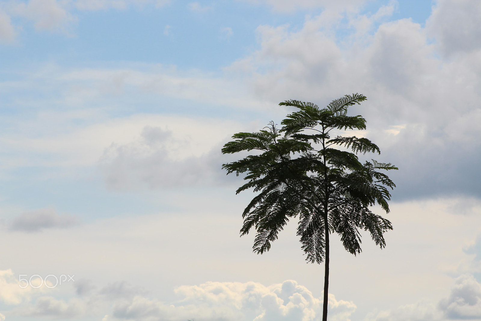 Canon EOS 1300D (EOS Rebel T6 / EOS Kiss X80) + EF75-300mm f/4-5.6 sample photo. Árvore no céu de nuvens photography