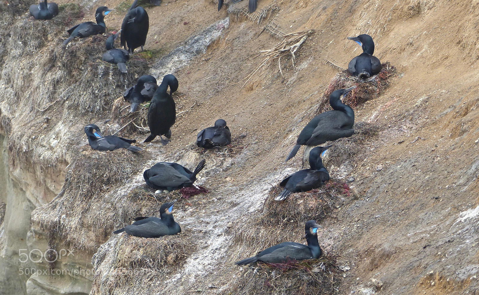 Panasonic Lumix DMC-FZ200 sample photo. Nests on the cliff's photography