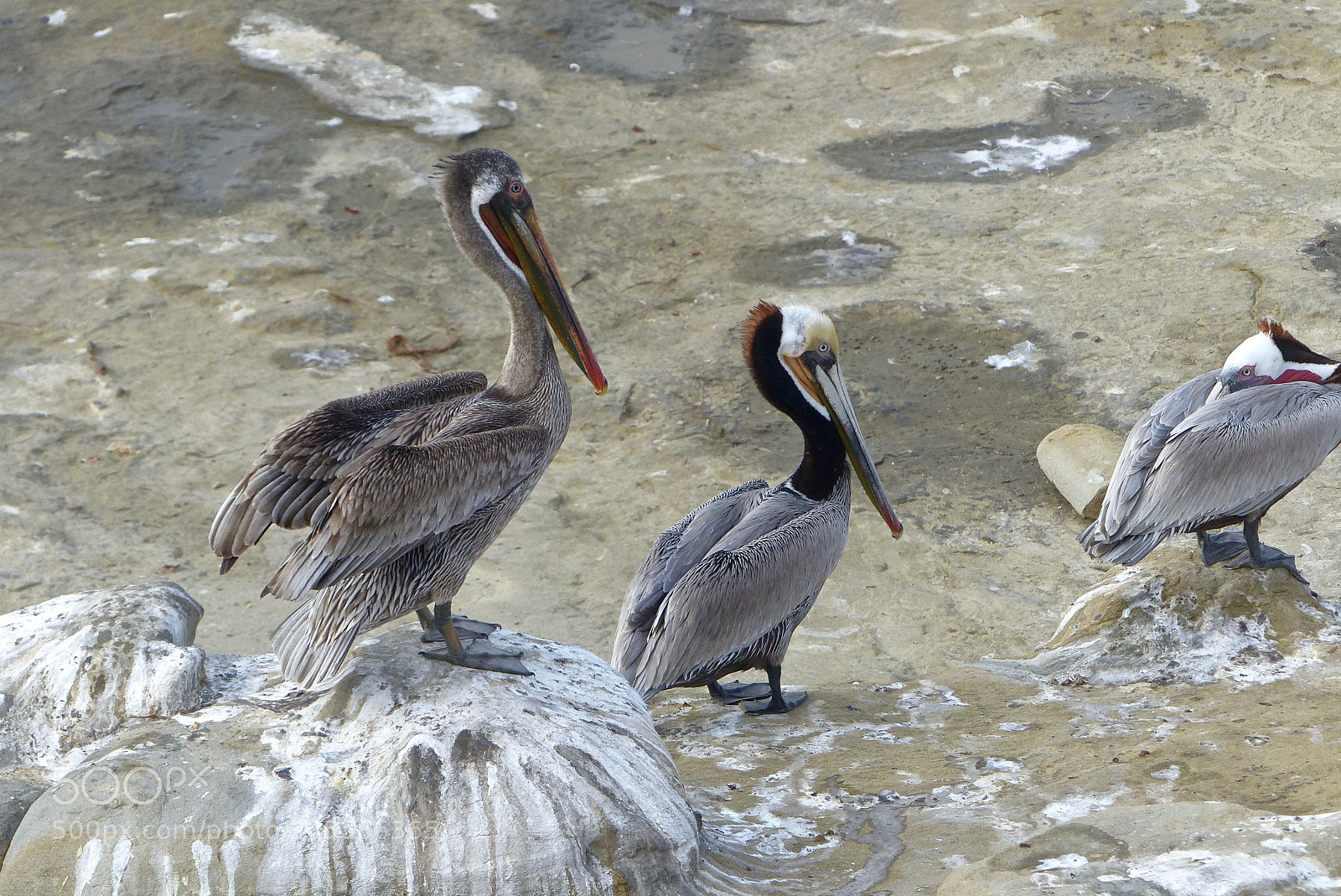 Panasonic Lumix DMC-FZ200 sample photo. Plumage variations photography