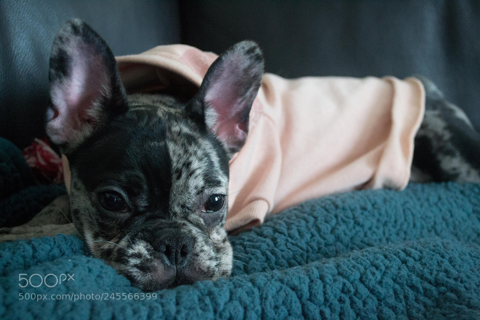 Nikon D3100 sample photo. Cuddling all day photography