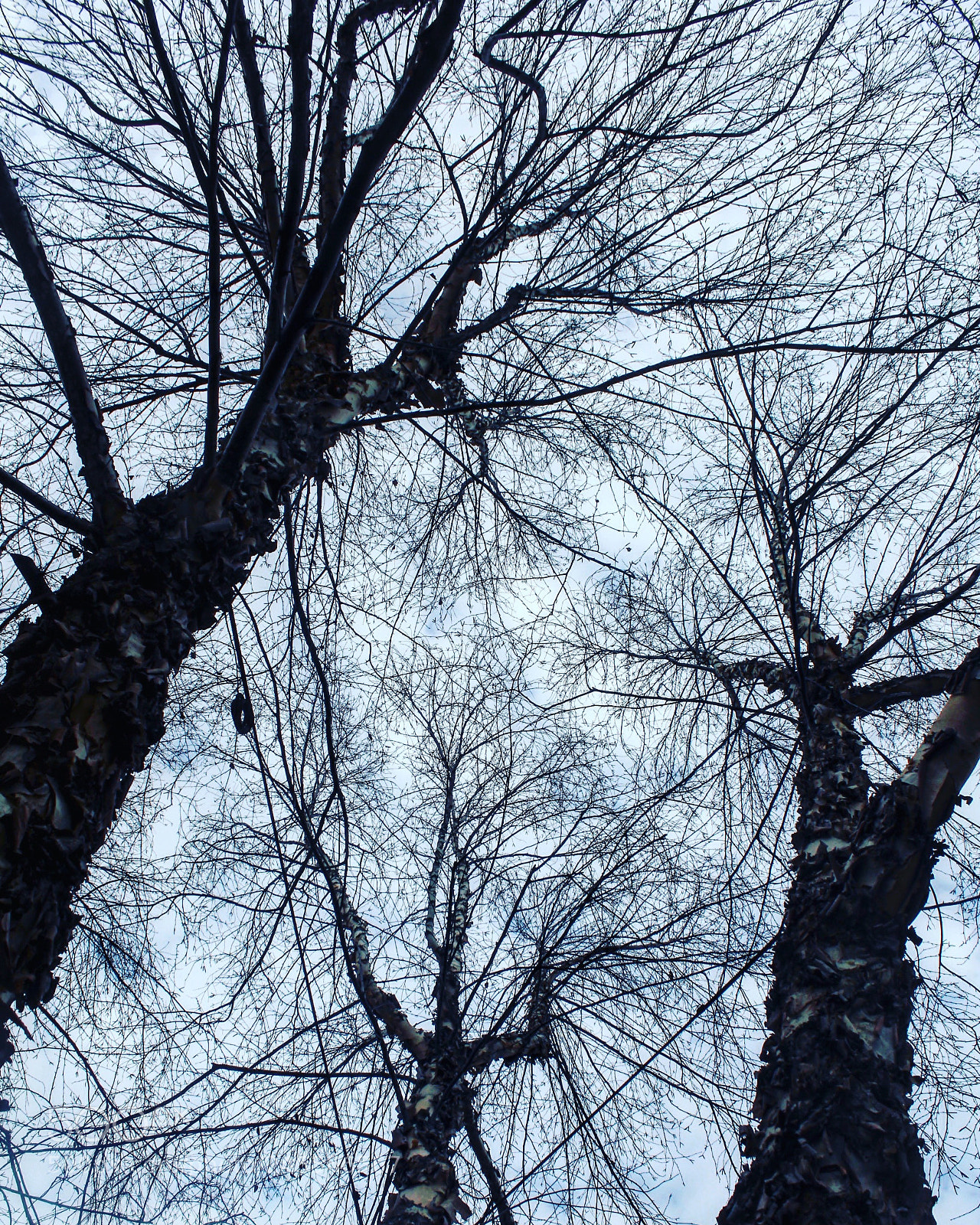 Canon EOS 600D (Rebel EOS T3i / EOS Kiss X5) sample photo. Skyward photography