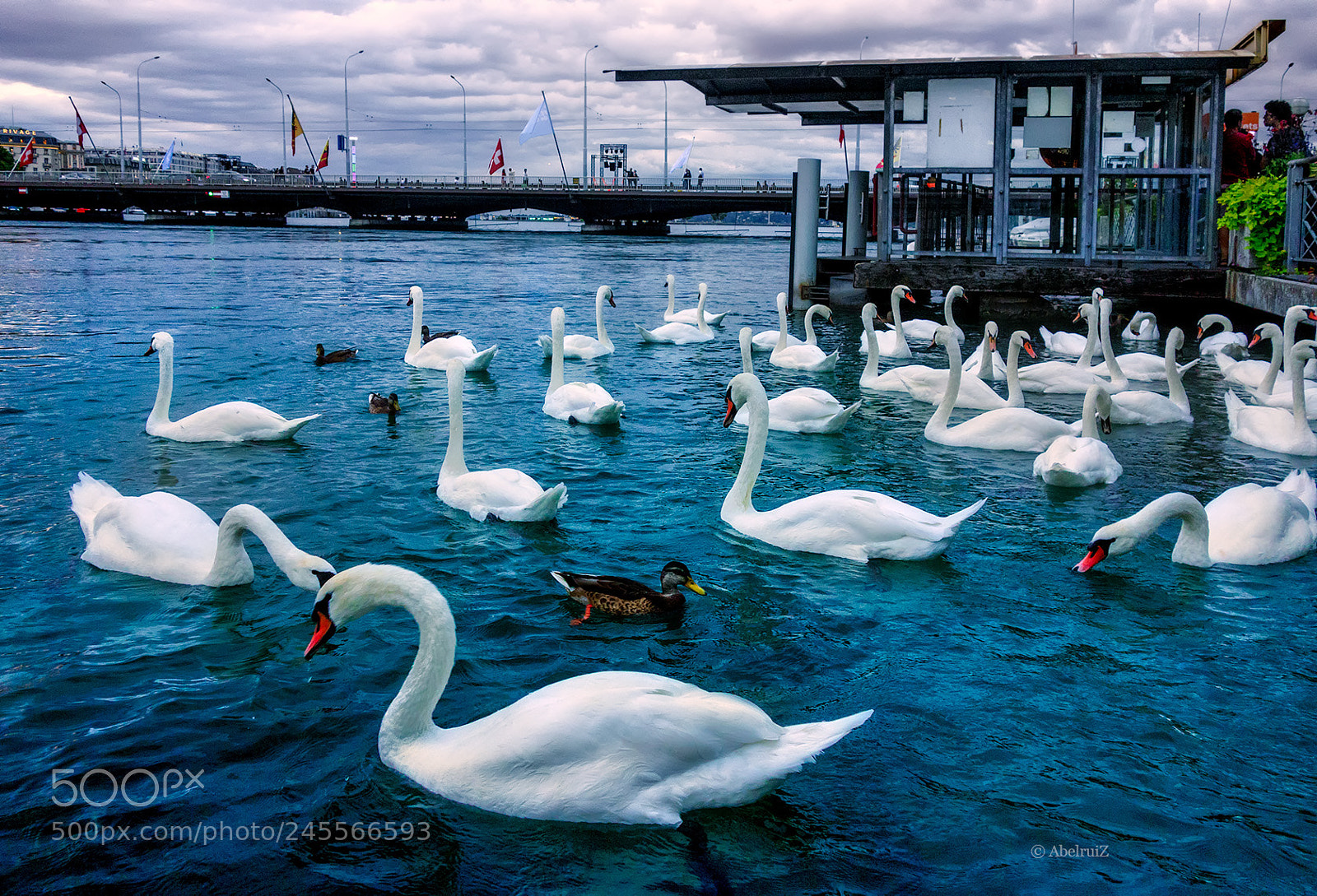 Sony Cyber-shot DSC-RX100 sample photo. Swans, ginebra photography