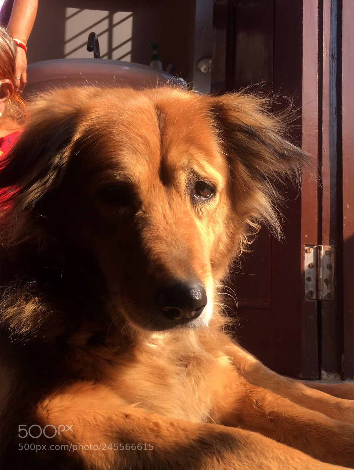 Apple iPhone 6s sample photo. My cutie pie photography