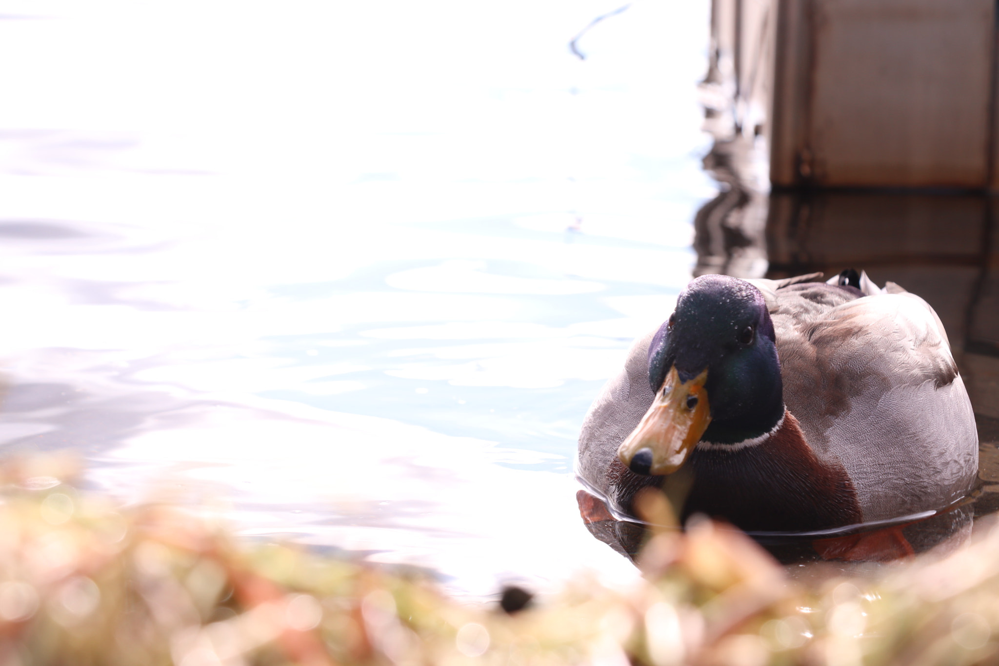 Canon EOS M5 sample photo. Mr.duck photography