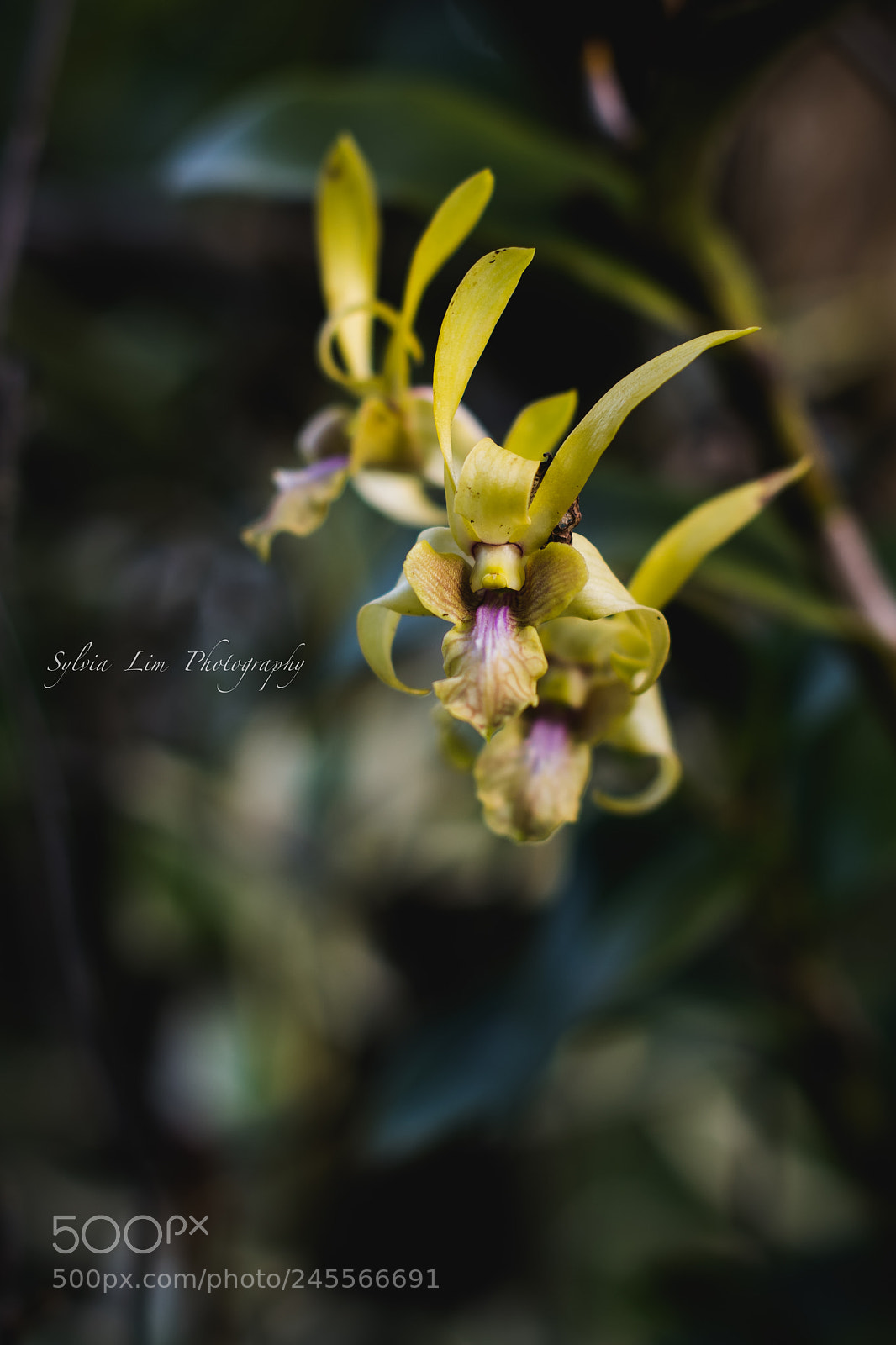 Nikon D850 sample photo. Untitled photography