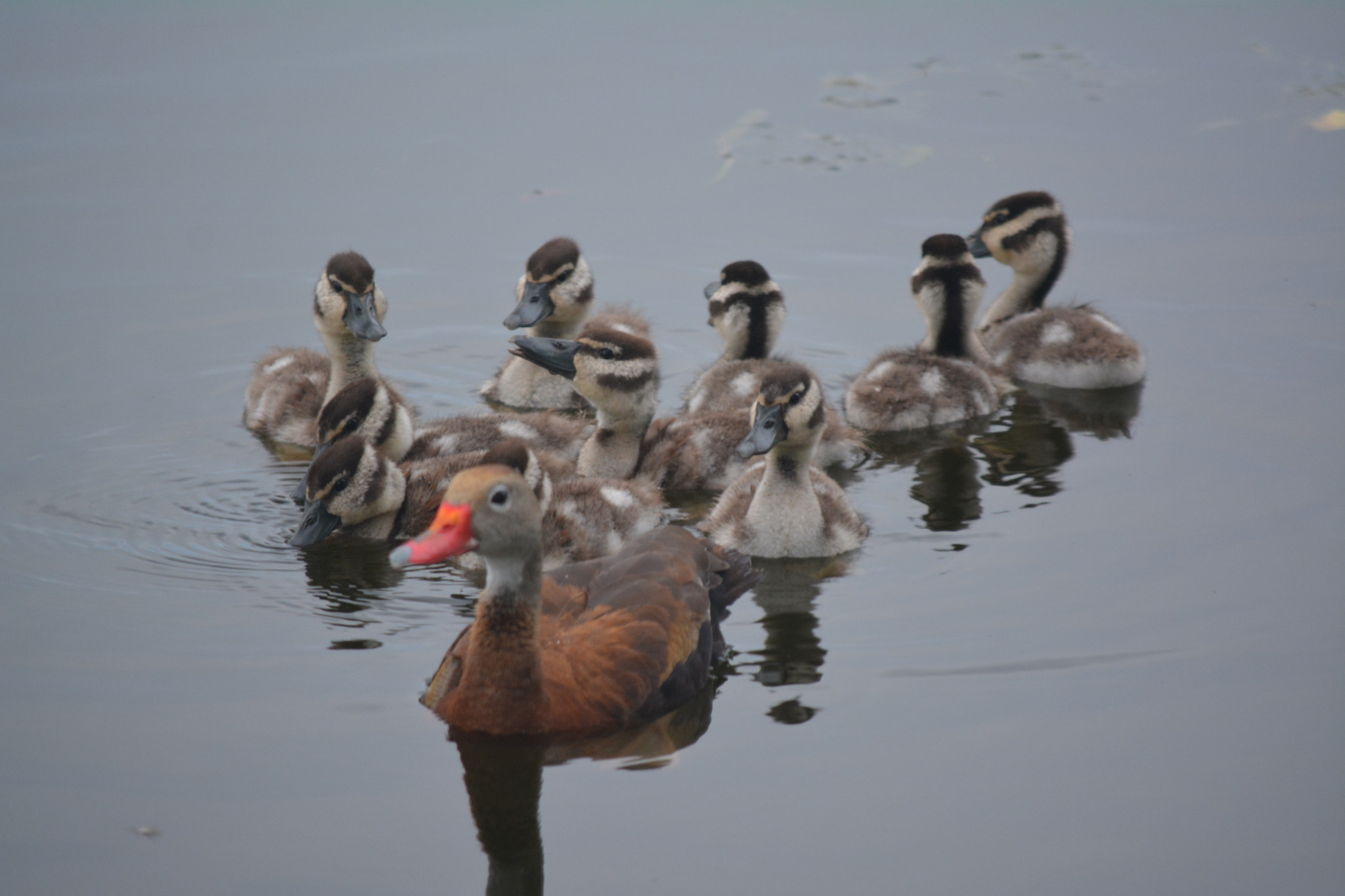 Nikon D5200 sample photo. Momma and family photography