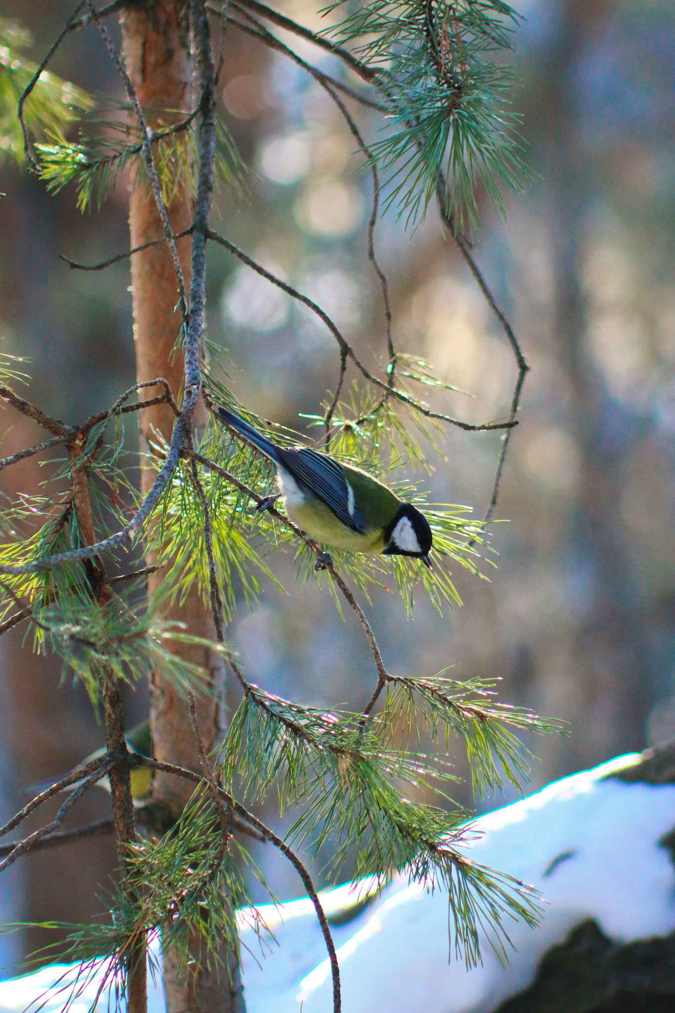 Canon EF 75-300mm f/4-5.6 USM sample photo. Un-tit-led photography