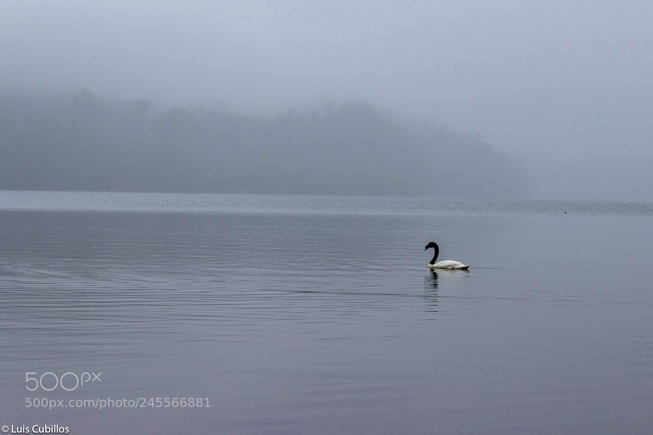 Canon EOS 1200D (EOS Rebel T5 / EOS Kiss X70 / EOS Hi) sample photo. Lonely swan photography