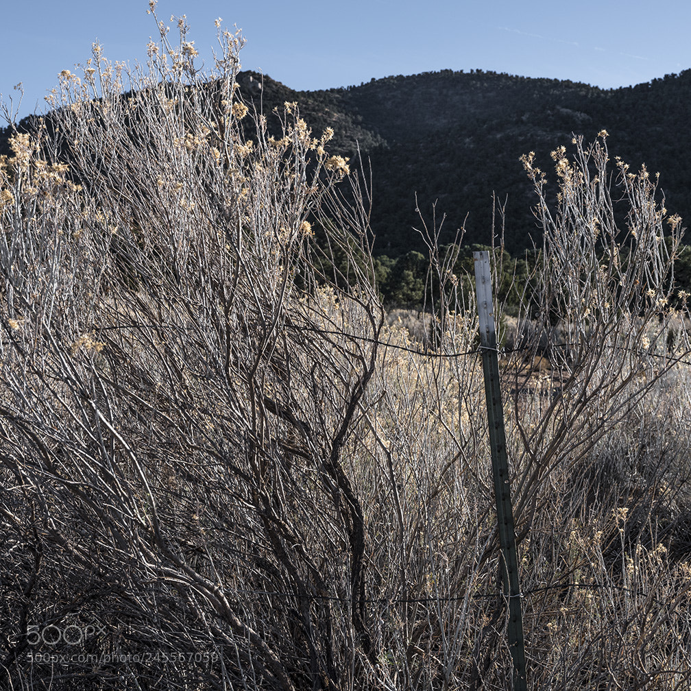 Fujifilm GFX 50S sample photo. Fence post and weeds photography