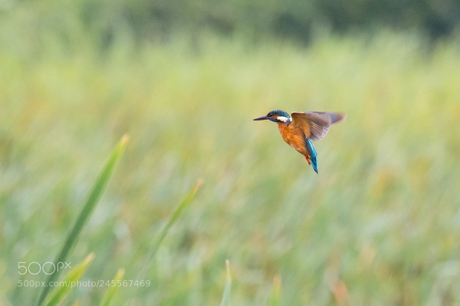 Nikon D500 sample photo. Martin-p cheur d'europe alcedo photography