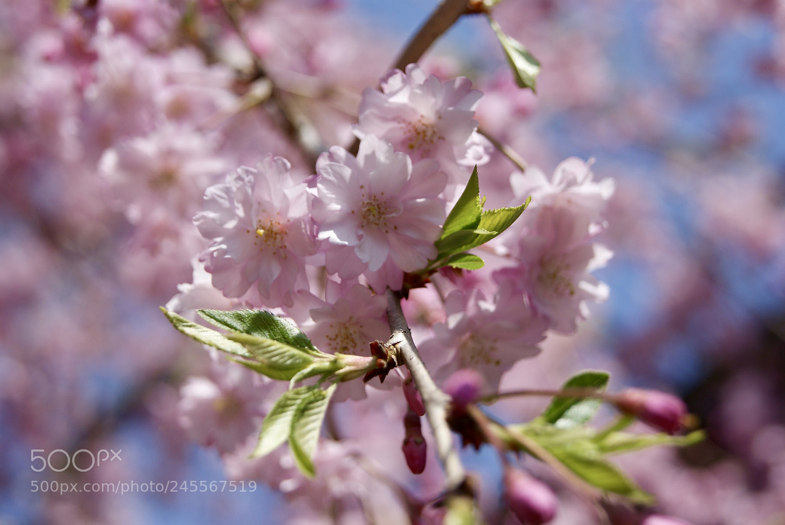 Sony Alpha DSLR-A330 sample photo. 法華経寺の桜 photography