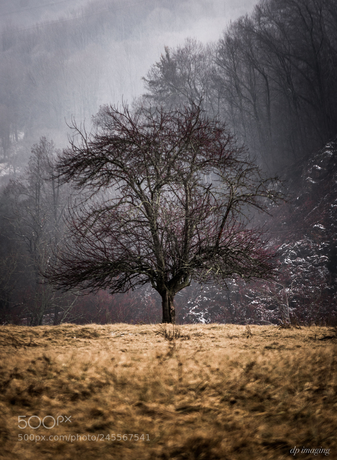 Nikon D7100 sample photo. Pasture tree photography