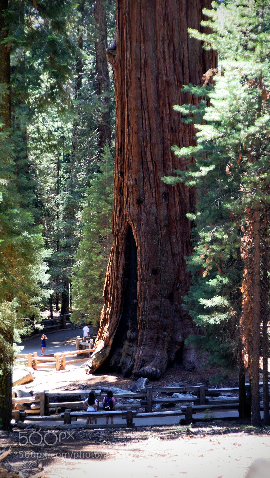 Sony SLT-A33 sample photo. The general sherman tree photography