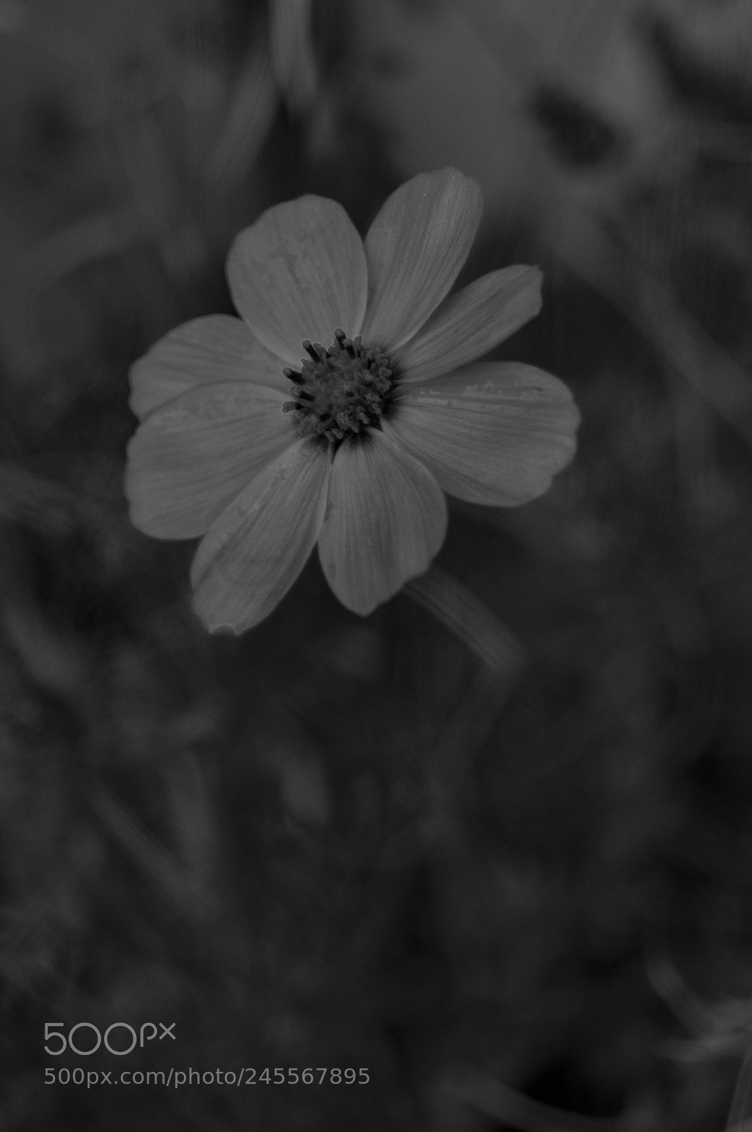 Sony SLT-A37 sample photo. Tu photography