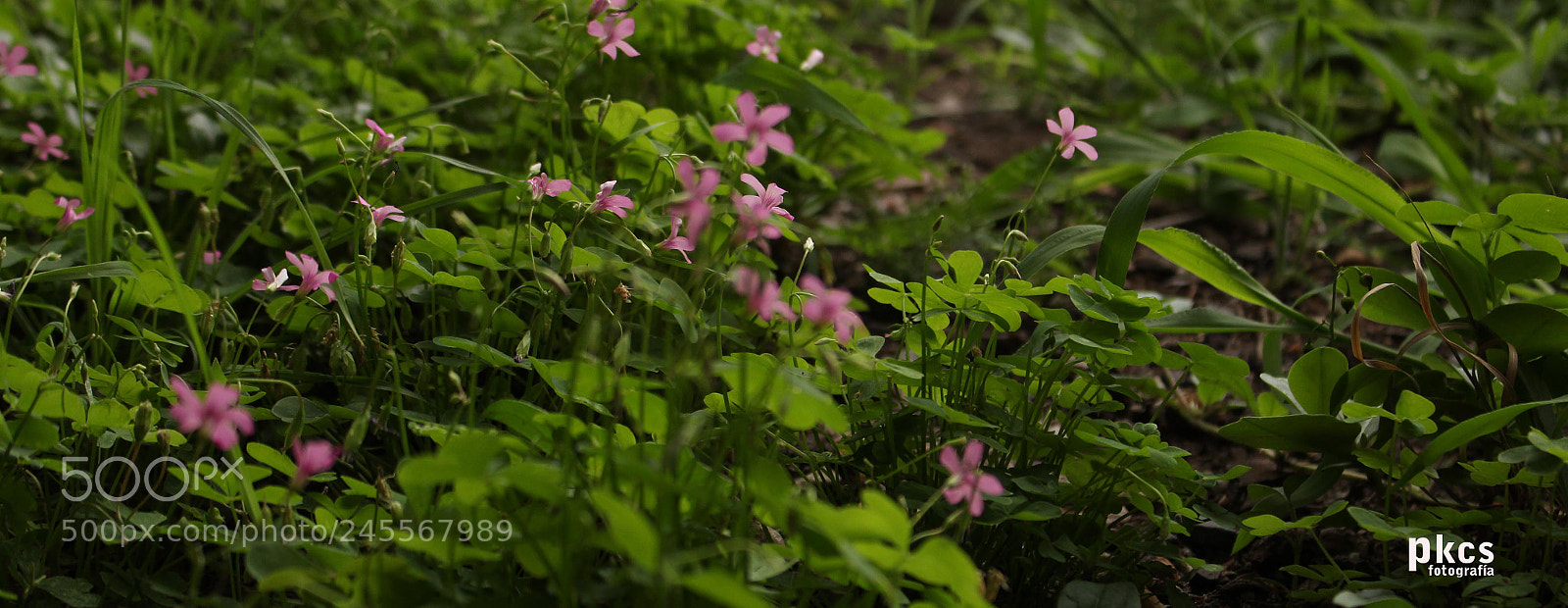 Canon EOS 700D (EOS Rebel T5i / EOS Kiss X7i) sample photo. Pradera photography