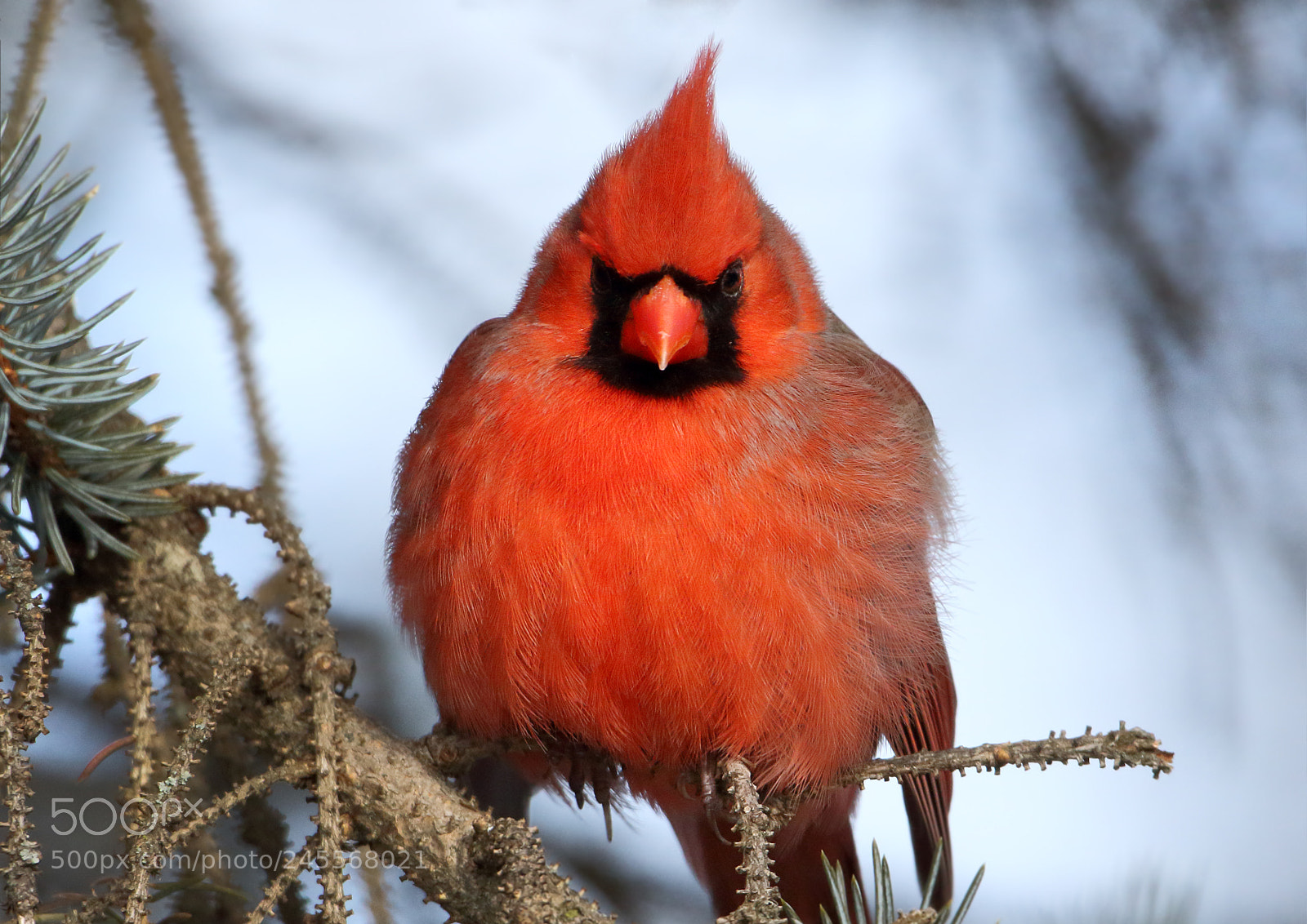 Canon EOS 7D Mark II sample photo. Mr red photography