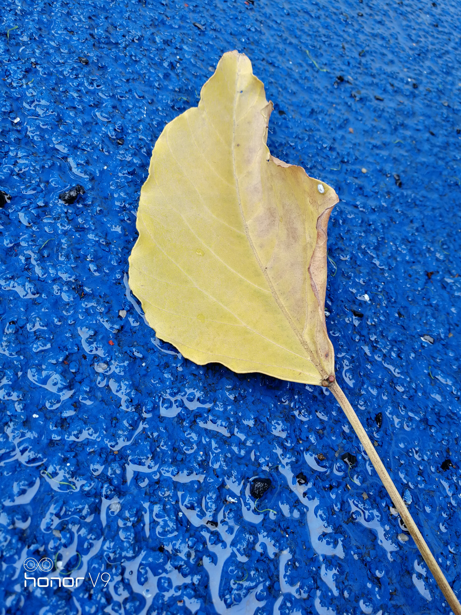 HUAWEI Honor V9 sample photo. Yellow and blue photography