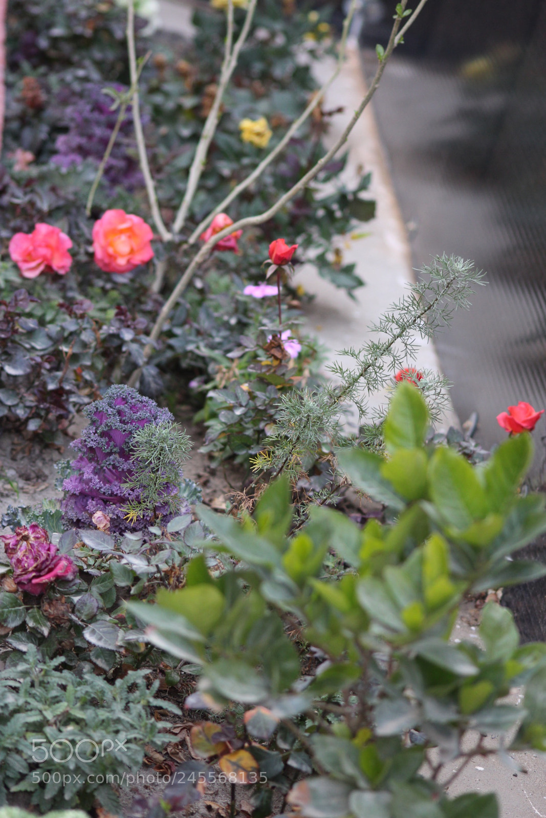 Canon EOS 700D (EOS Rebel T5i / EOS Kiss X7i) sample photo. I know i'll never photography