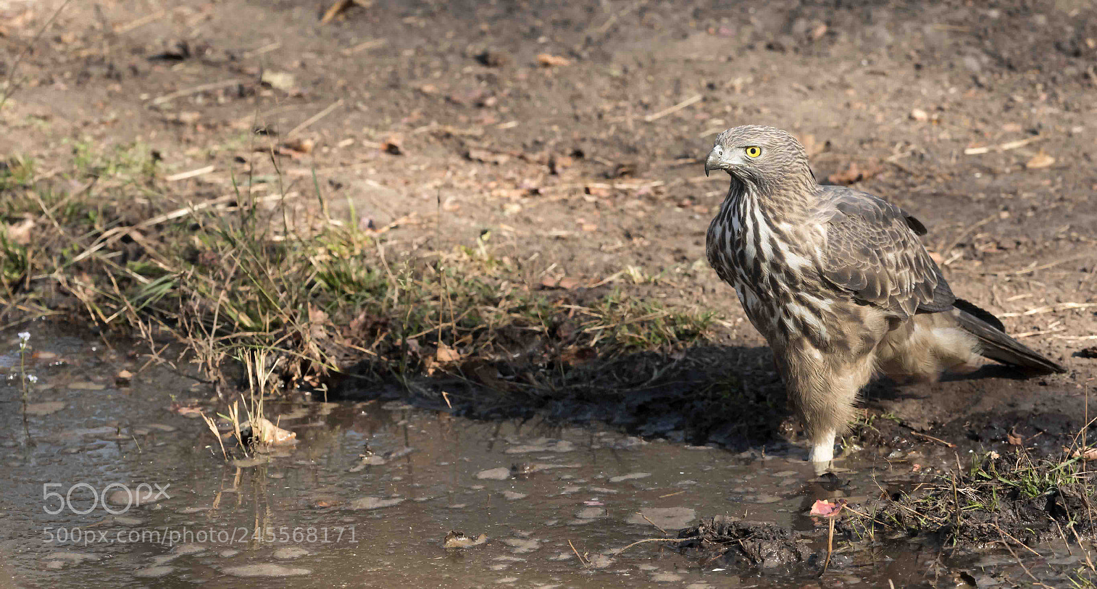 Canon EOS 7D Mark II sample photo. Changeable hawk eagle photography