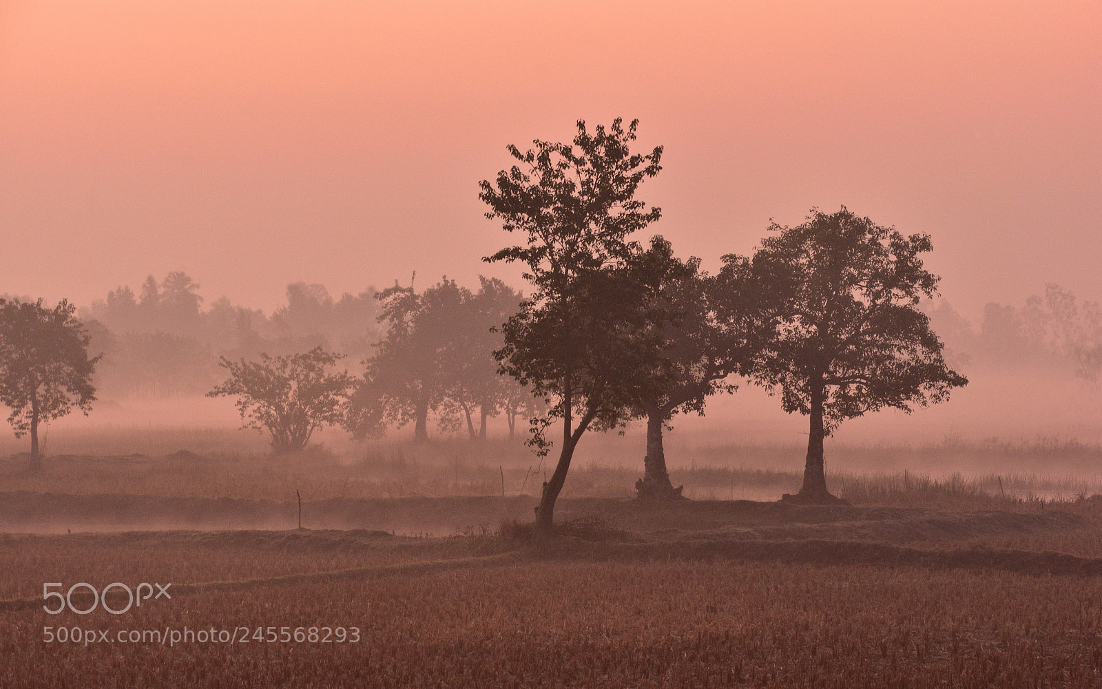 Nikon D7200 sample photo. ... the magic mist ............. photography
