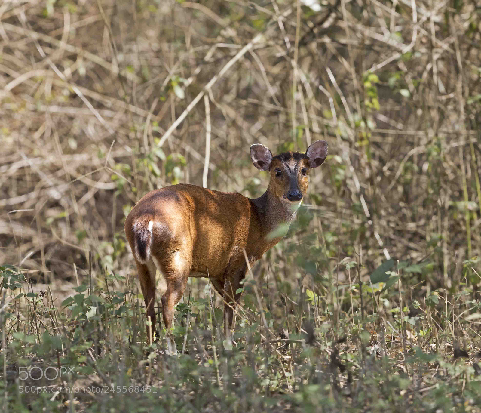 Canon EOS 7D Mark II sample photo. Doe!! barking deer photography