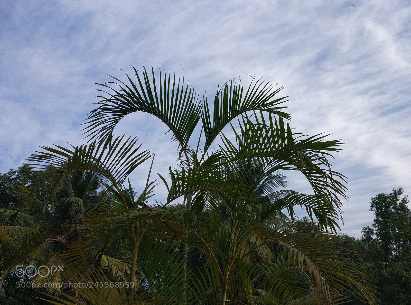 OnePlus A3003 sample photo. Lovely morning 2 photography