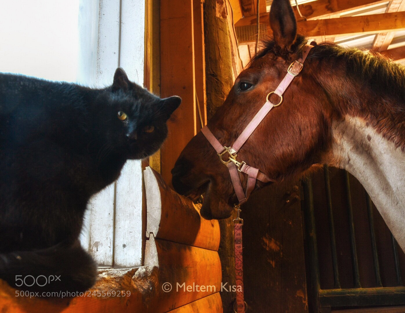 Nikon D5500 sample photo. Barn talks photography