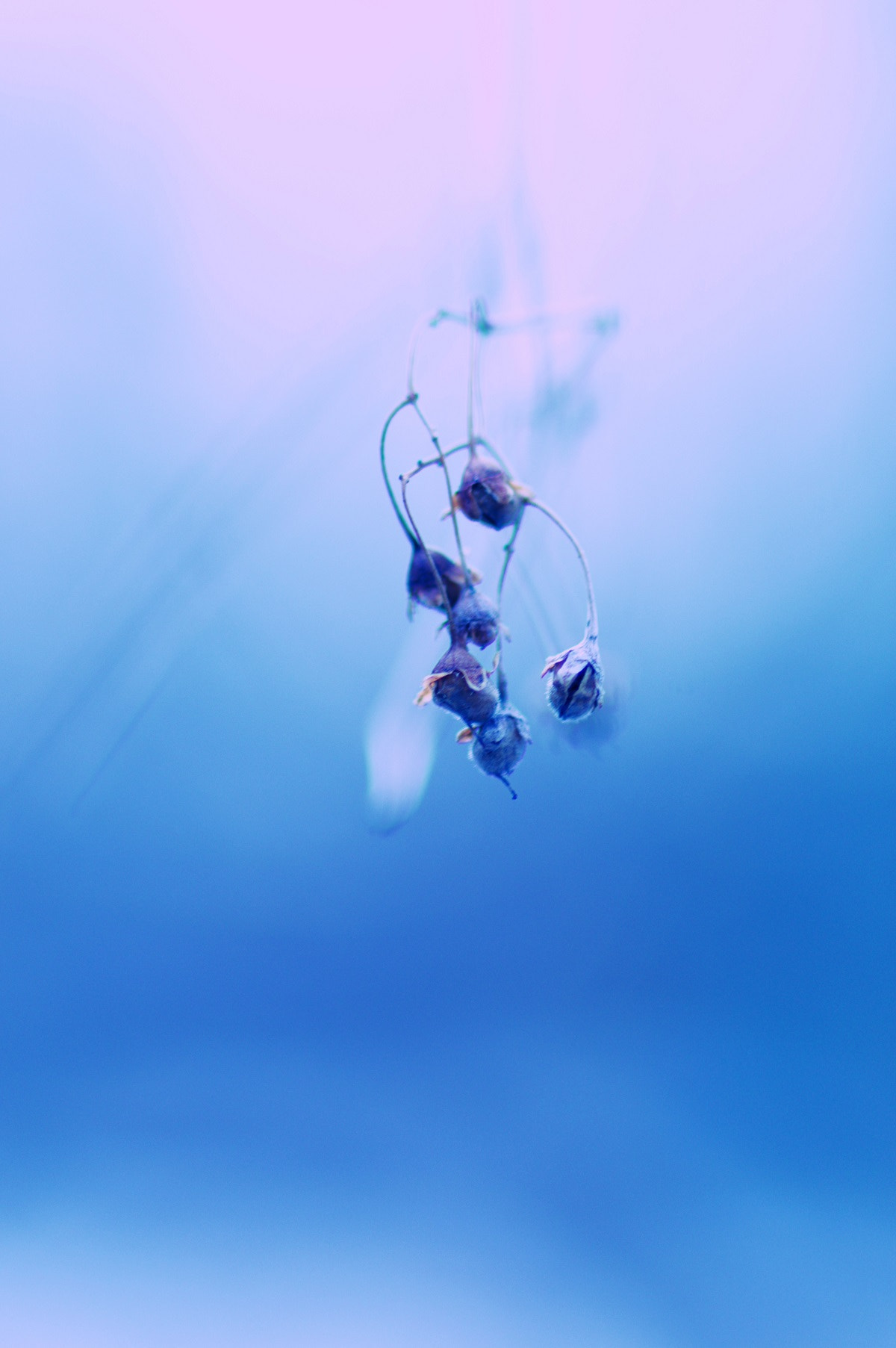 Pentax smc D-FA 100mm F2.8 Macro WR sample photo. Cold winter photography