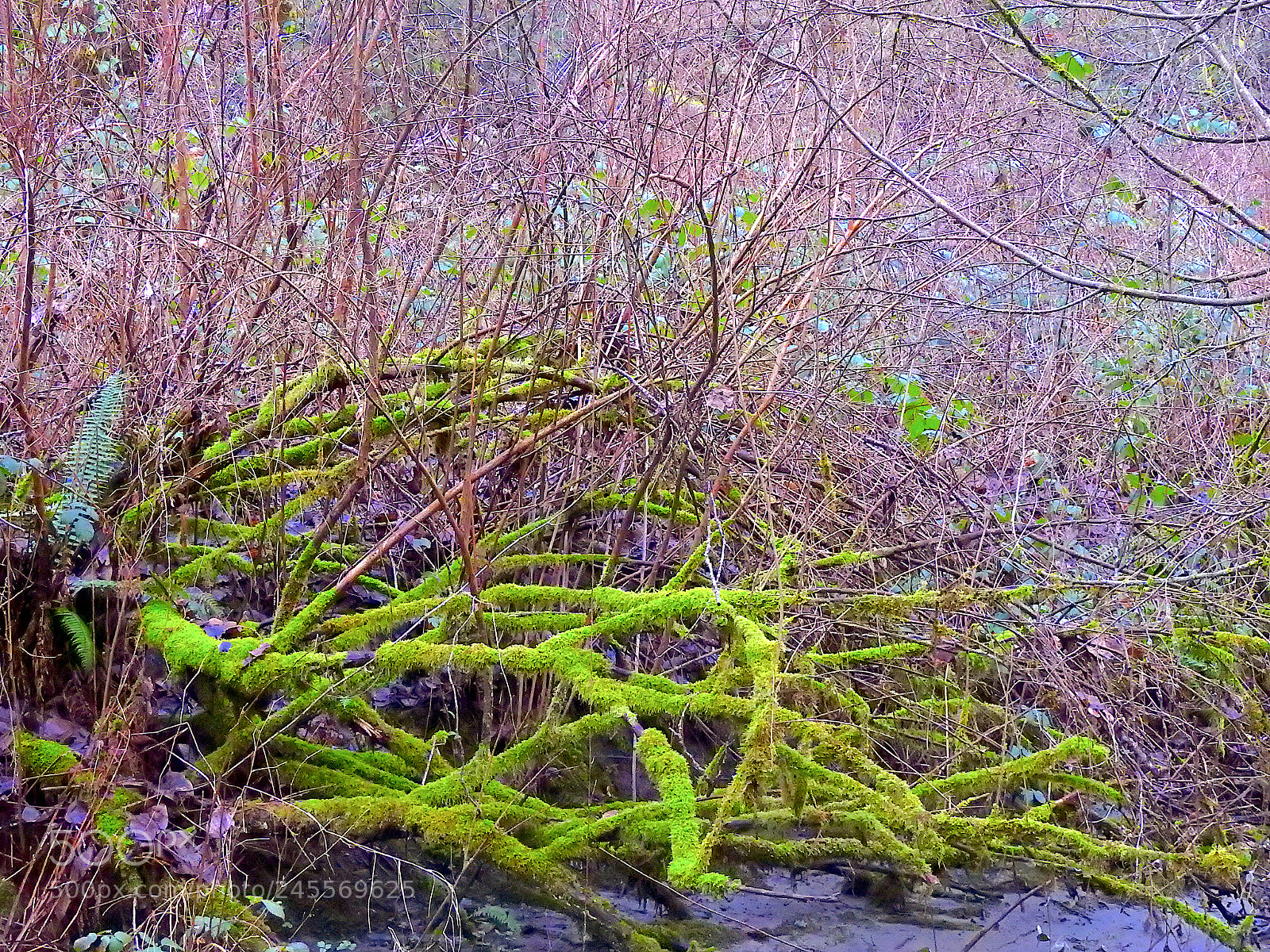 Nikon Coolpix P900 sample photo. Stoney creek photography