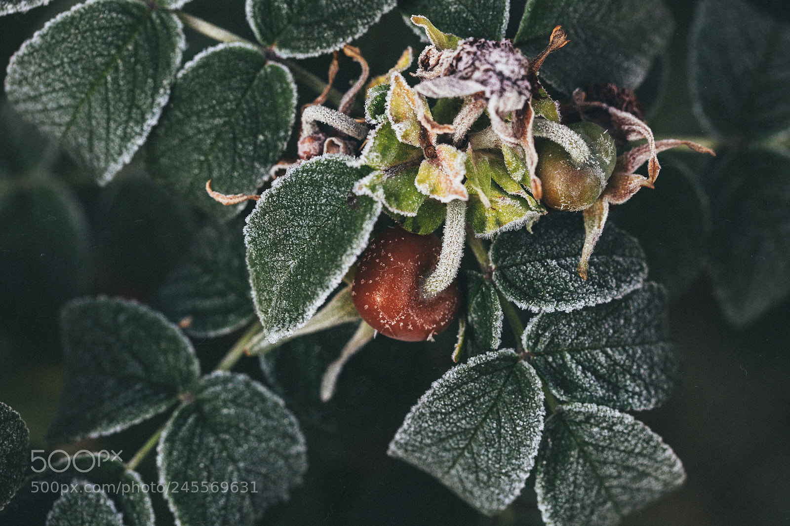 Canon EOS 5DS sample photo. Dogrose photography